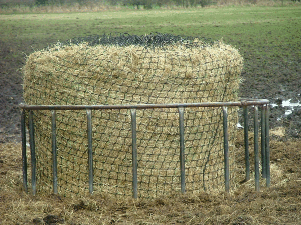 Cattle Hay – Premium Quality Animal Feed for Livestock
