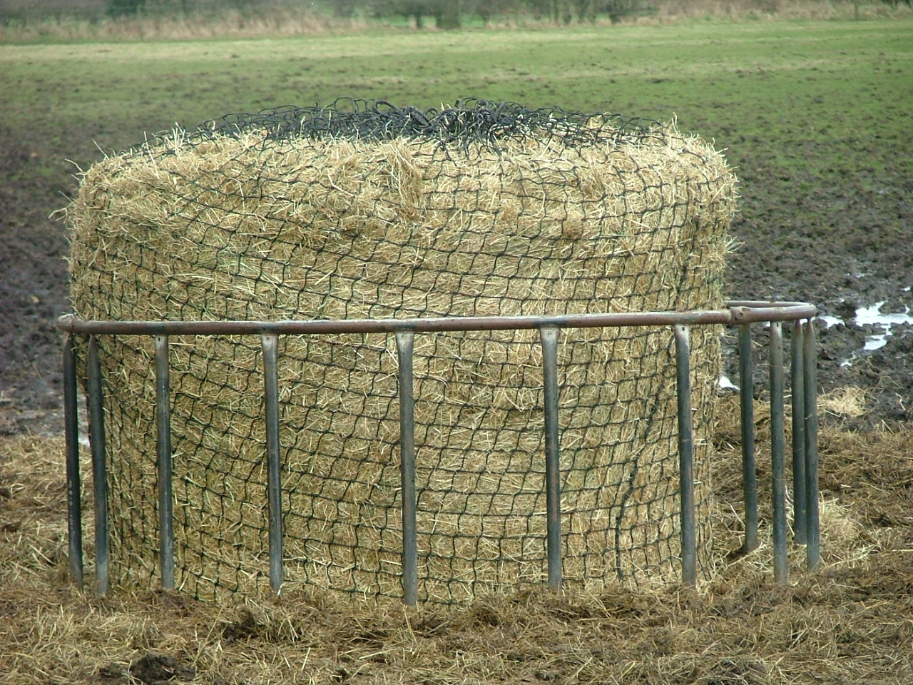 Cattle Hay – Premium Quality Animal Feed for Livestock