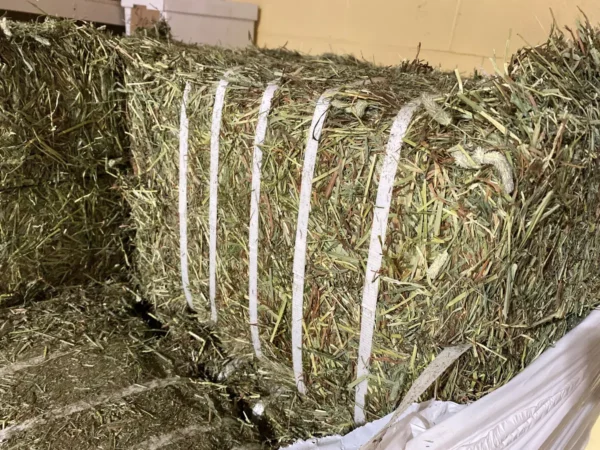 Cattle Hay – Premium Quality Animal Feed for Livestocks