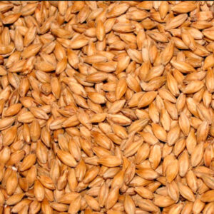 Malted Barley Animal Feed – High-Energy Nutrition by SLHN Enterprise