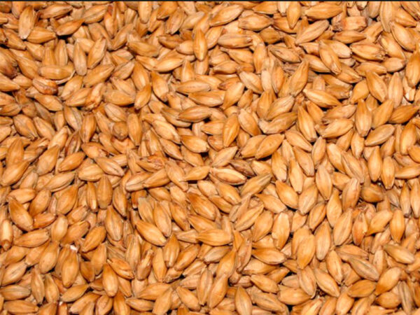 Malted Barley Animal Feed – High-Energy Nutrition by SLHN Enterprise